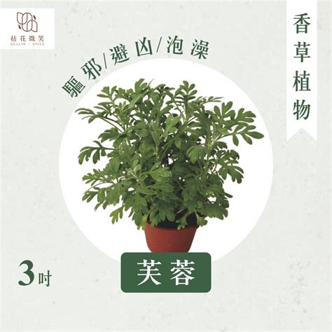 芙蓉避邪|農曆七月已到！趕緊備用這5種「避邪植物」～抹草、。